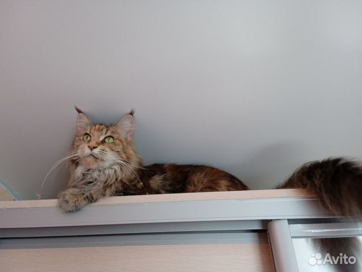 Котята мейн-кун