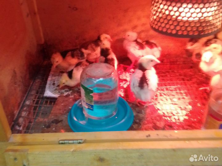 Пушкинские цыплята