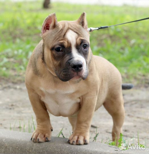 Американский булли покет