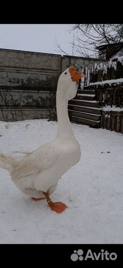 Холмогорские гуси