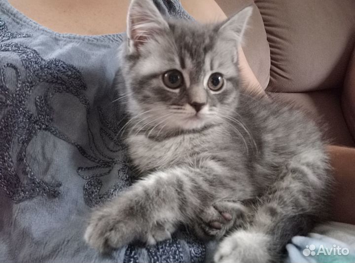 Котята в добрые руки приучены к лотку