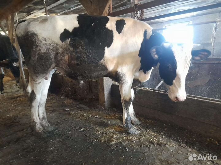 Бычки и быки