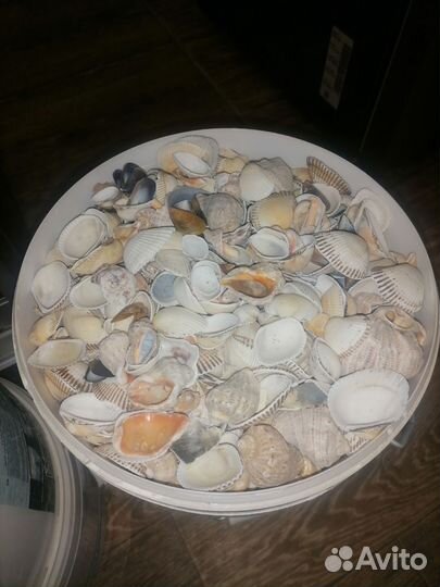 Черноморские ракушки
