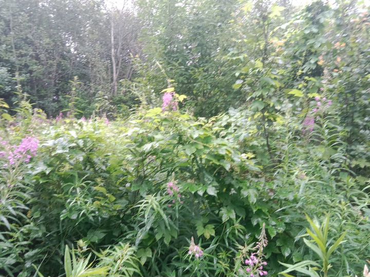 Участок 6 сот. (ИЖС)