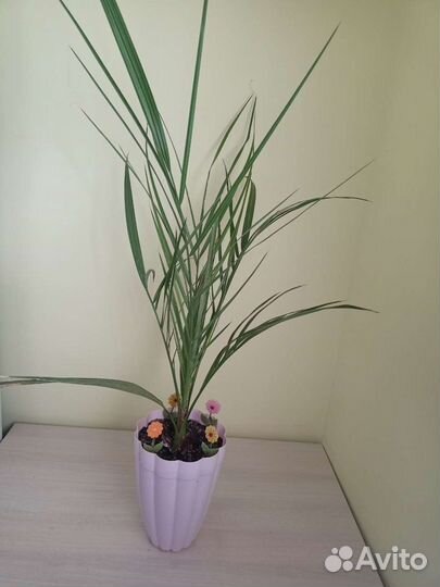 Финиковая пальма