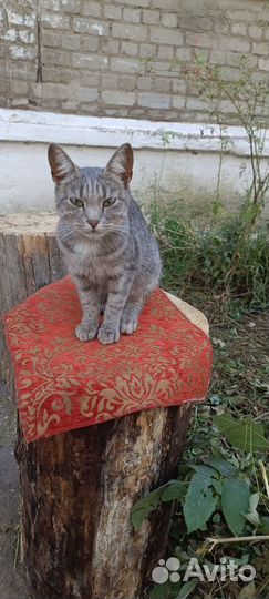 Маруся) в добрые руки