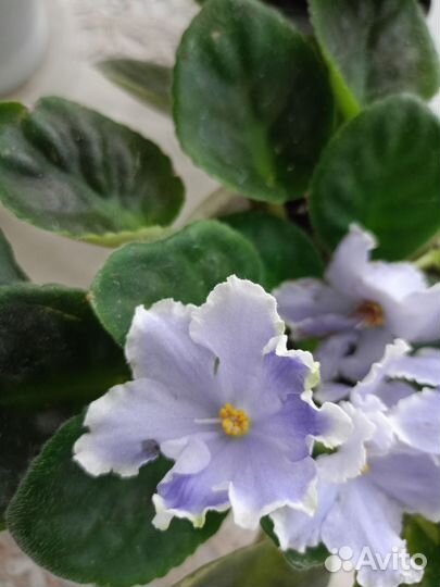 Сортовые фиалки цветущие