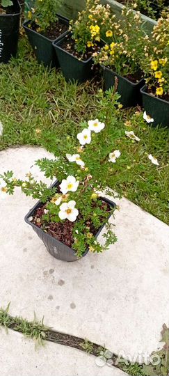 Лапчатка кустарниковая