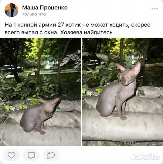 Кошка сфинкс