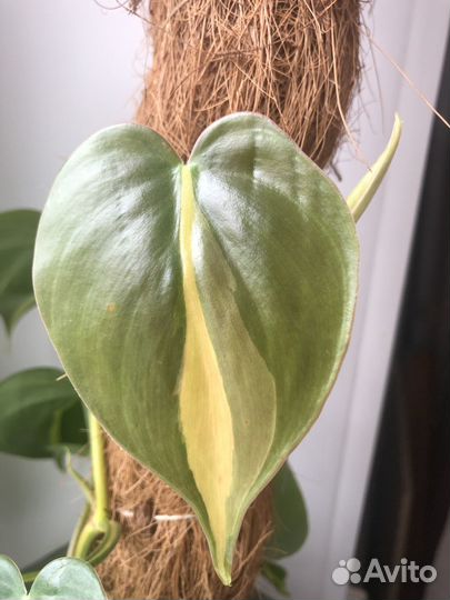 Филодендроны и базелло на опоре (крупные растения)