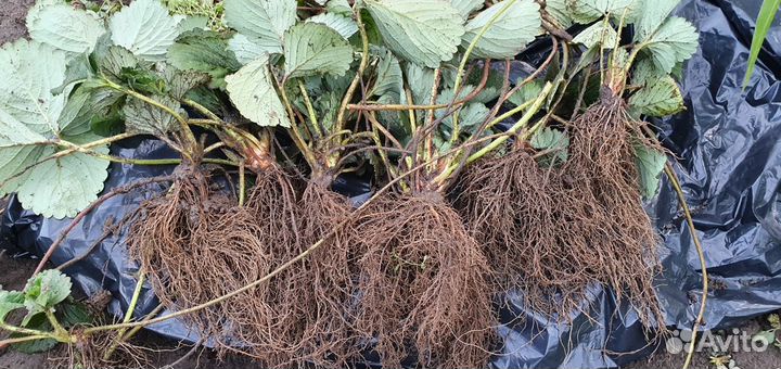 Рассада клубники Сопрано, Альба и др