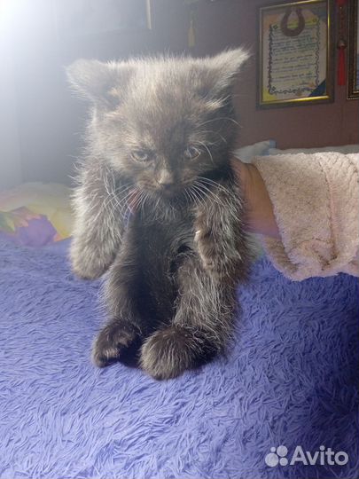 Отдам котят в добрые руки