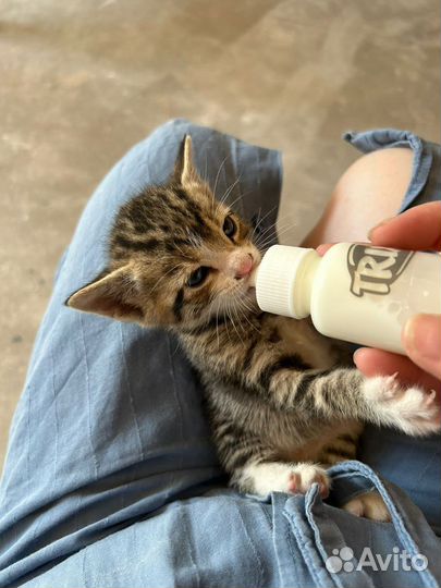 Котята чистые в добрые руки бесплатно