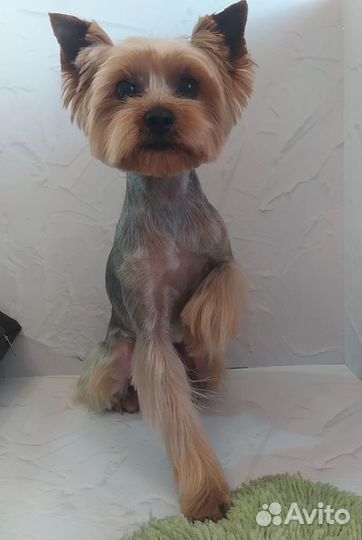 Стрижка собак и тримминг. Грумер