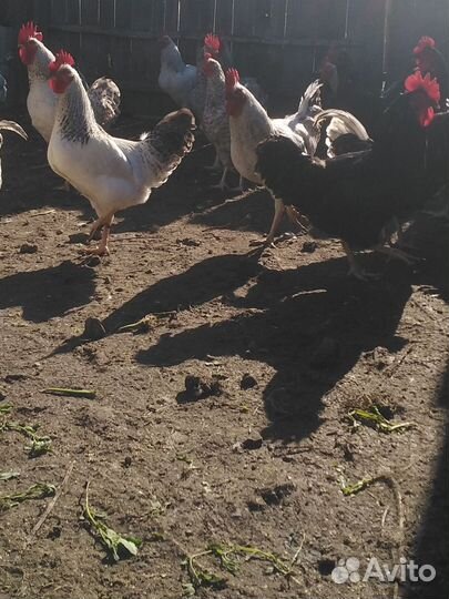 Утята, петухи Барковская барвистая