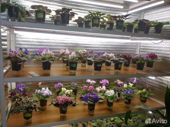 Фиалки (Сенполии)