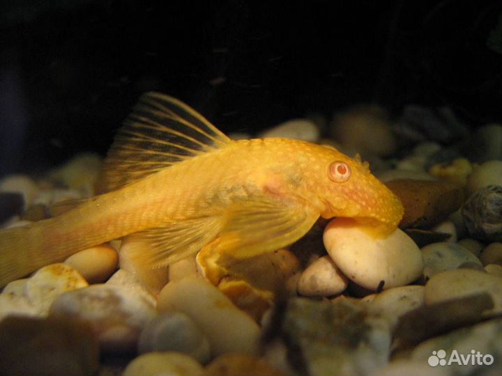 Рыбки аквариумные