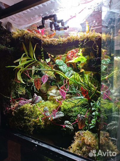 Оформление террариума на заказ живыми растениями