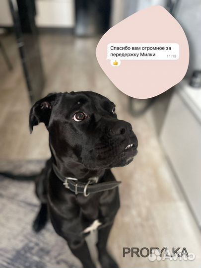 Выгул и передержка собак