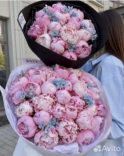 Голландские пионы