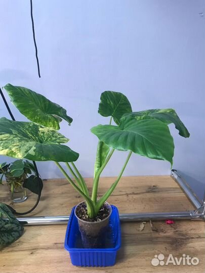 Алоказия гагеана вариегатная