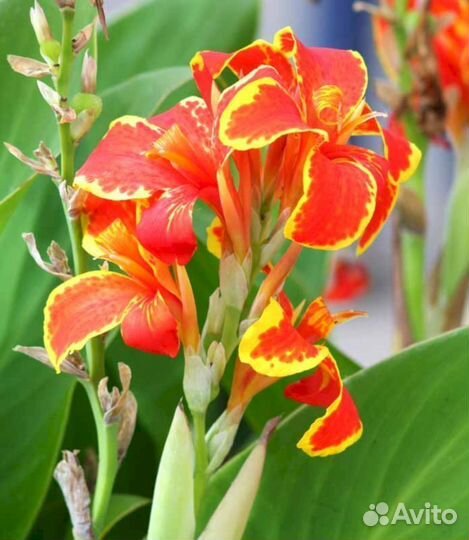 Канны Люцифер