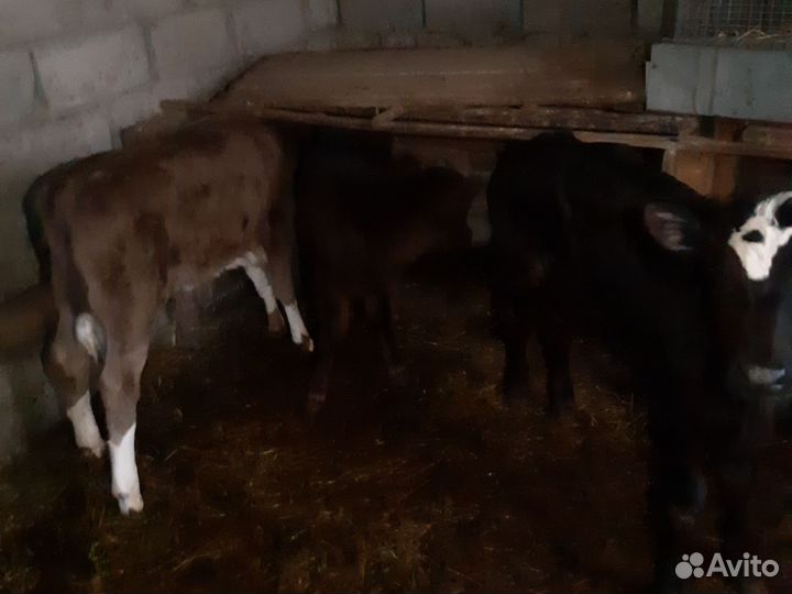 Продам телят.бычков.коров