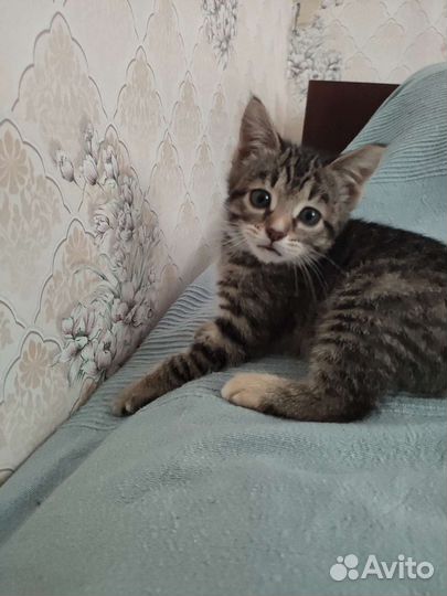 Девочка 3 мес