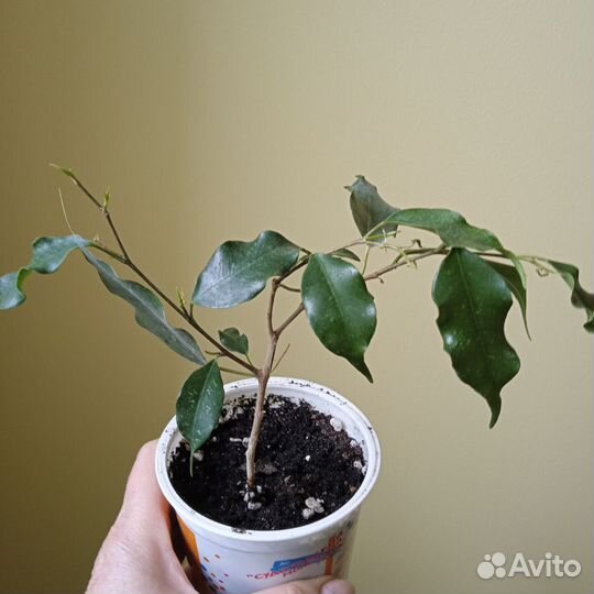 Комнатные цветы