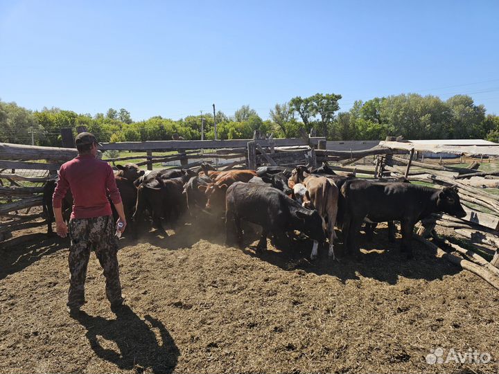 Телки живым весом