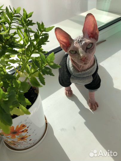 Канадский сфинкс