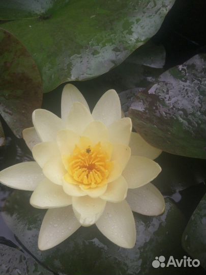 Нимфея(лилия водная)