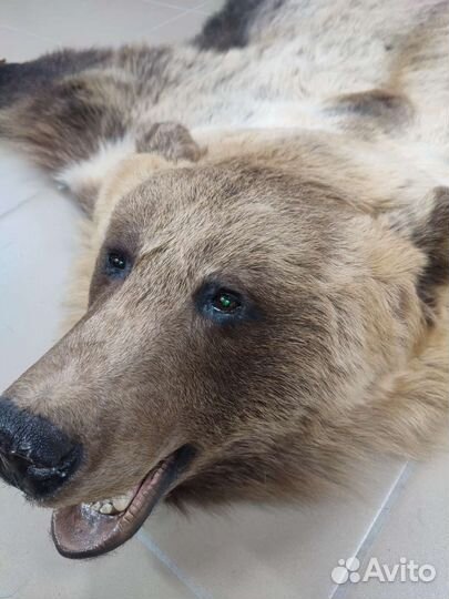 Ковер б/у искуственный медведь