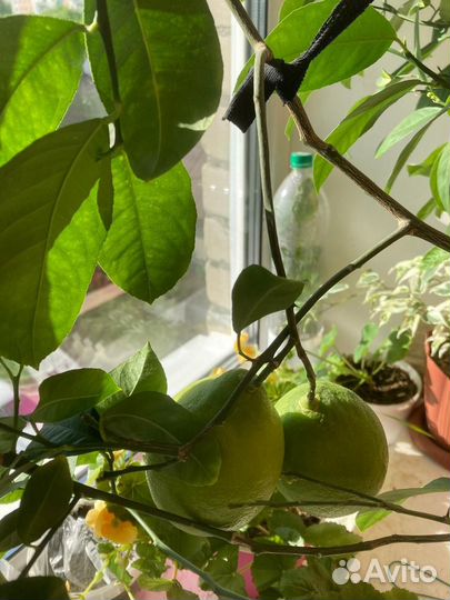 Лимонное дерево плодоносящее с плодами