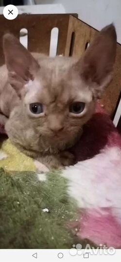 Котята девон-рекс