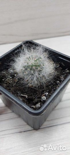 Пушистый кактус