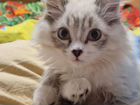 Красивый котенок-метис в добрые руки