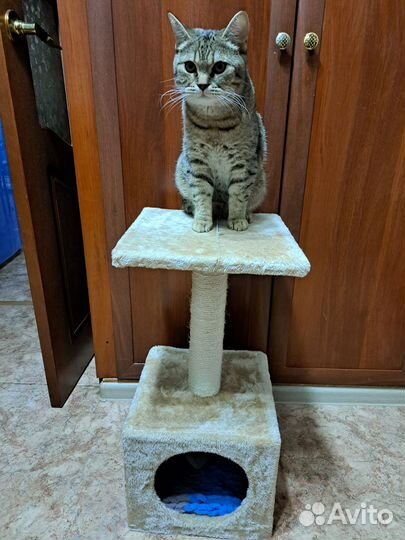 Домик для кошки с когтеточкой бу
