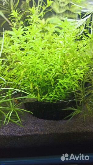 Хемиантус в кокосе