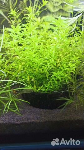 Хемиантус в кокосе