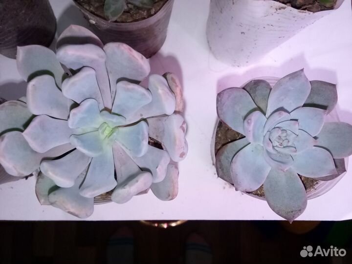 Суккуленты