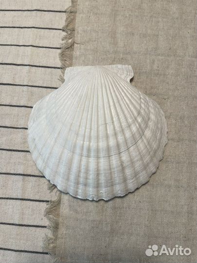 Ракушка для закусок, украшений