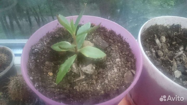 Коланхоэ лечебное