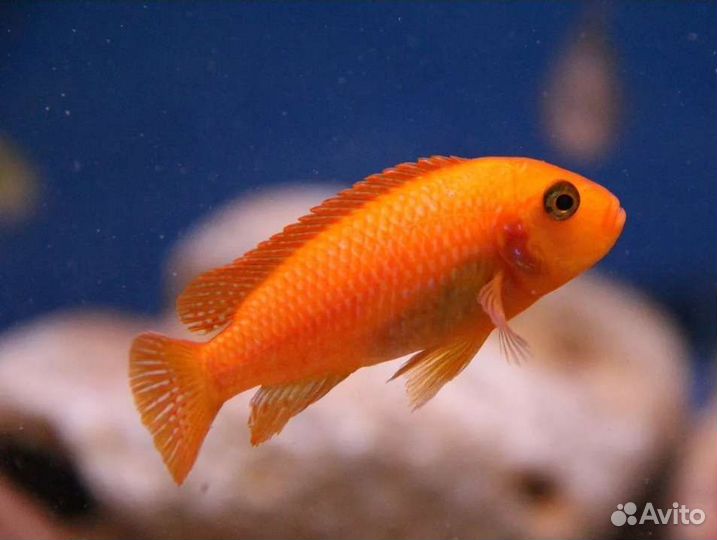 Цихлиды Африканские