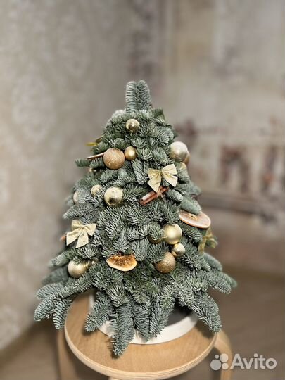 Елка из нобилиса