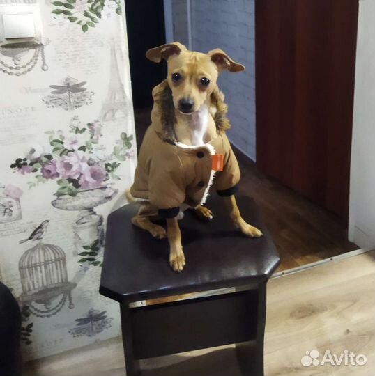 Жених ищет невесту