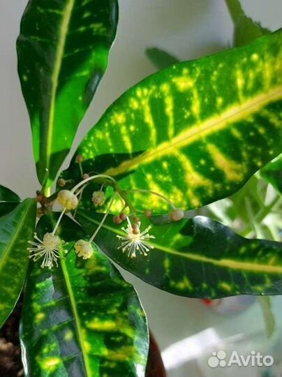 Кротон пестролистный очень красивый