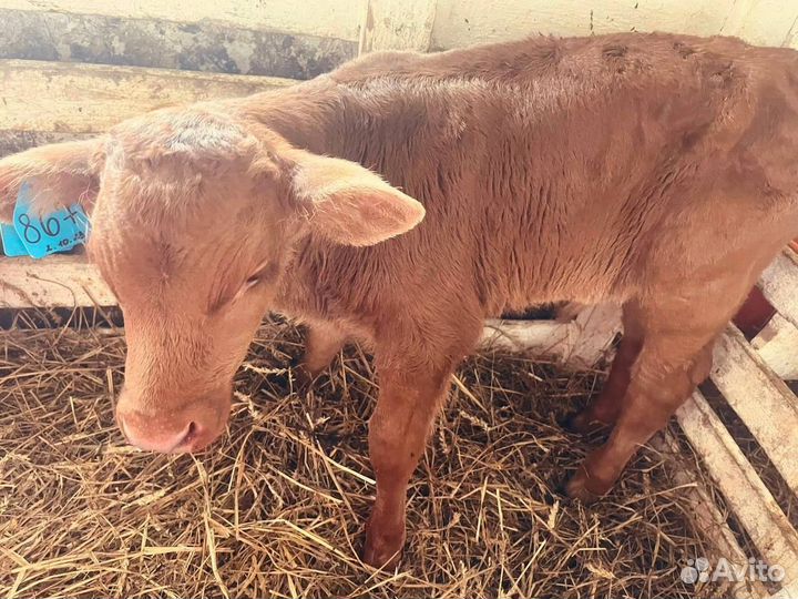 Телята бычки с доставкой