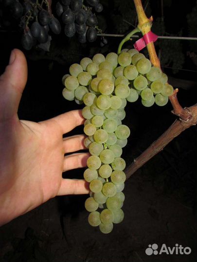 Саженцы и черенки винограда