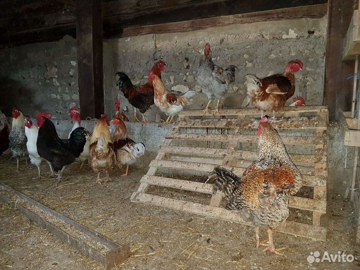 Куры индоутки гуси